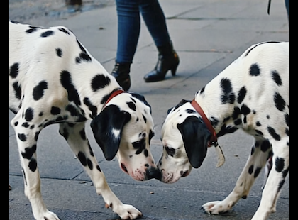 A két dalmata nap mint nap megjelent ugyanott a csatornarácsnál… de amit végül ott találtak, attól még a járókelők is elnémultak… ?
