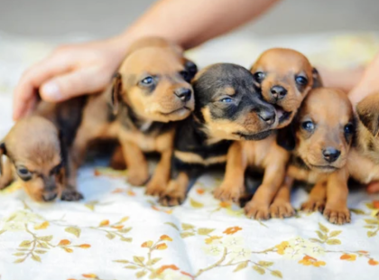 Tűzoltók kiskutyákat mentettek… de hamar rájöttek, hogy ezek egyáltalán nem kutyák! ?Nézd meg a döbbenetes felfedezést az első kommentben a kép alatt! ???Tűzoltók azt hitték, kölyökkutyákat mentenek egy csatornából – de amikor állatorvoshoz vitték az apró, remegő jószágokat, olyat mondott a doktornő, amitől mindenkinek leesett az álla... ?meg a kis állatok életét!? Olvasd el a teljes történetet a hozzászólásban!? Egy szívmelengető mentés, amiben a hősök nem csak lángokat győztek le… hanem a természet szolgálatába is álltak