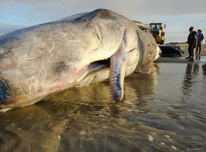 Amit a szakértők a fiatal ámbráscet gyomrában találtak, megrázta az egész világot ??