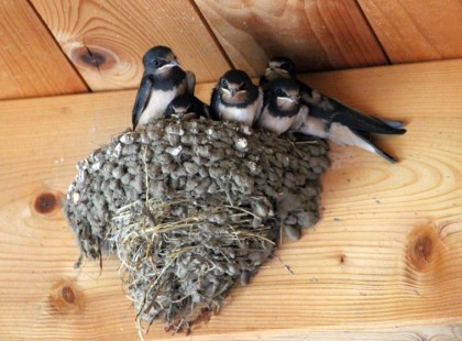 Börtönt kaphat, aki leveri a fecske fészkét a házáról.. Üdvözölendő hír