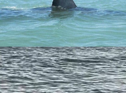 Cápát láttak a Balatonnál? – Videó is készült róla!