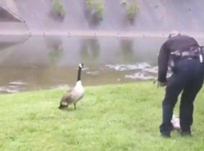 Egy anya hívása – és egy liba, aki tudta, hogy hová kell mennie segítségért