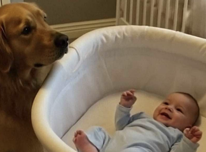 Majdnem megváltunk a golden retrieverünktől, mert rámordult a dadánkra – de aztán megnéztem a biztonsági kamera felvételét