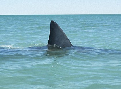 10 méteres óriáscápa tűnt fel a horvát partoknál – látványos videó készült róla