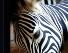 Miután elveszítette az édesanyját, a kis orrszarvú napokig csak sírt... míg egy apró zebra nem döntött úgy, hogy megvédi. 🦓🦏💔
Senki sem gondolta volna, hogy egy csíkos kis jövevény képes lesz begyógyítani egy összetört szívet…

Egy afrikai rezervátum egyik gondozója egy reggeli terepszemle során különös dologra lett figyelmes: egy zebrakölyök hevert a bokrok között – kiszáradva, mozdulatlanul, alig élve. A rezervátum ugyan elsősorban orrszarvúkra specializálódott, de a férfi nem tudta volna elfordítani a fejét.

Az aprócska zebrát azonnal az állatorvosi részlegre vitték. Az orvosok megerősítették: alig volt több egyhetesnél. Senki sem tudta, mi történt vele. Talán a vihar választotta el az anyjától, talán az anyja kényszerült hátrahagyni, hogy önmagát mentse…

A kis zebrát Modjadjinak nevezték el – ami azt jelenti: Az eső királynője. A név találó volt: aznap heves vihar tombolt.

Ahogy teltek a napok, Modjadji napról napra erősebb lett. Először csak mozdult, aztán sétált, végül futott – és megismerkedett a rezervátum többi állatával is.

De egy találkozás mindent megváltoztatott…

Egy másik árva is élt a területen: egy kis orrszarvú, Akwazi, akinek az anyját orvvadászok pusztították el. Akwazi magába roskadva sírdogált… míg egy napon Modjadji oda nem sétált hozzá.

A folytatást megtalálod az első kommentben. 👇👇👇🦓🦏