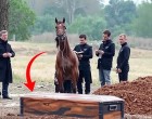 A ló ráugrott a koporsóra a temetésen – és akkor... SÍRÁST hallottak belőle! 😮😮😮