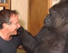 A világ könnyezik a szeretett színész és a gorilla megható kapcsolatán! – De ki ez a világhírű színész?