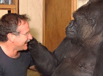 A világ könnyezik a szeretett színész és a gorilla megható kapcsolatán! – De ki ez a világhírű színész?