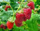 Nagyapámtól tanultam ezt a módszert:Kétszer annyi málna terem 2026-ban, ha így metszed októberben