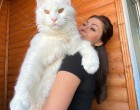 12 kilót nyom, és még mindig növésben van”: Ismerd meg Kefirt, a világ legnagyobb Maine Coon cicáját! 🐱✨
