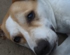 Mindenki elfordult tőle… de egyetlen nő megállt, és ezzel örökre megváltoztatta a kutya sorsát 🐶💔✨