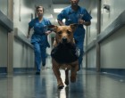 🐶 Egy kutya szaladt végig a kórház folyosóján, fekete zacskót tartva a szájában – amikor az orvosok végre utolérték, olyan dologra jöttek rá, amit sosem felejtenek el… 😢🫣