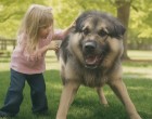 Be fogom perelni magát! A kutyája megtámadta a gyerekemet!– kiabálta a nő, de kiderült, hogy a kutyám ártatlan