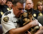 Egy elítélt rendőr utolsó kívánsága – amikor a német juhász belépett a tárgyalóterembe, a levegő is megfagyott 😨🐕