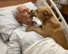 A kutya hirtelen az ágyra ugrott, és nyalogatni kezdte gazdáját – az orvosok megdöbbentek, amikor látták, mi történik 😱🐶❤️