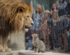 Egy kismacska véletlenül bekerült az oroszlán kifutójába a Budapesti Állatkertben – mindenki a legrosszabbtól félt, de végül olyan történt, amit senki sem hitt volna el! 🐾🦁