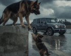 Az országúton észrevettem egy anyakutyát a kölykével – amit utána átéltem, örökre megváltoztatta az életemet 😱🐾
