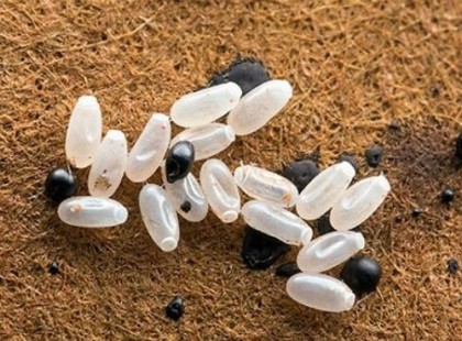 Az ágyban apró fehér szemcséket találtam – és ami utána kiderült, attól a hideg futkosott a hátamon…