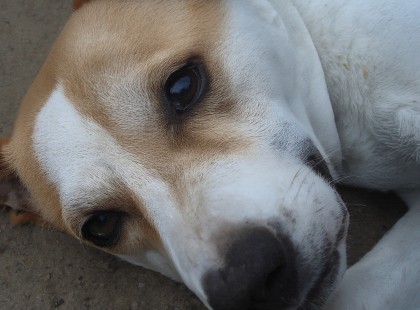 Mindenki elfordult tőle… de egyetlen nő megállt, és ezzel örökre megváltoztatta a kutya sorsát ??✨