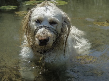 A kiskutya az erdő felé húzta Marcit. Nem engedte, hogy otthagyja, addig rángatta a nadrágját, amíg a fiú végül elindult utána. Ott találta meg… az elveszett kutyamamát, megkötözve és a vízbe dobva, és hirtelen minden megváltozott.