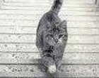 Lefelé vagy felfelé megy a macska? Ez az optikai illúzió mindent elárul a bizalomról és a személyiséged titkairól 😲🐱