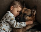 A kisfiú és a kutyája együtt aludtak el a kanapén – a szülők reggel beléptek a szobába, és amit láttak, arra soha nem lesznek képesek elfelejteni…” 😱🐾