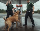 Vörös bundás kutya jelent meg a benzinkúton – amit tett, attól mindenki ledermedt 😨🐕🔥