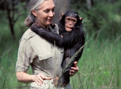 Meghalt Jane Goodall a világhírű teológus, az állatok megmentője..