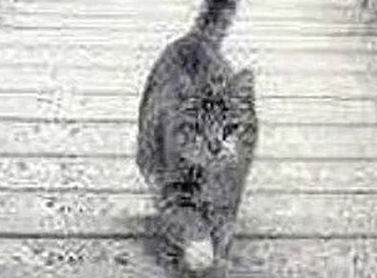 Lefelé vagy felfelé megy a macska? Ez az optikai illúzió mindent elárul a bizalomról és a személyiséged titkairól ??