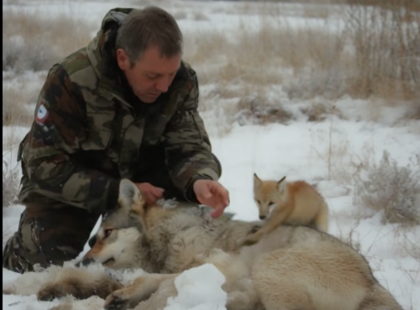 Ez a férfi segített a síró farkaskölykön és az anyján – másnap reggel viszont az egész MÁTRAI FALU LEBÉNULT A DÖBBENETTŐL… ??? Amit László tett, az elsőre csak egy egyszerű jócselekedetnek tűnt. Egy anyafarkas, egy csapda, néhány kölyök – és egy ember, aki nem fordított hátat a természetnek. De ami másnap történt, arra senki, még maga László sem volt felkészülve… A csendes mátrai falucska, ahol az emberek még ismerik egymás nevét, olyan sokkot élt át, amire generációk óta nem volt példa. A részletek felkavaróak. Egy csendes mátrai erdő mélyén, ahol a reggeli köd úgy borul a vén tölgyfákra, akár egy fátyol, László – egy egyszerű vidéki férfi – sétára indult. Léptei alatt ropogtak az avar és a száraz gallyak, amikor a természet némaságát hirtelen egy metszően fájdalmas vonyítás szakította meg. A hang olyan kétségbeesett és szívbemarkoló volt, hogy László torkában megakadt a levegő. Nem csak egy állat sírt… ebben a hangban volt valami emberi. Valami különös erő vezette, ahogy hátizsákját félredobva elindult a hang irányába. A bozótoson átvágva egy kis tisztáson döbbenetes látvány tárult elé: egy hatalmas nőstényfarkas feküdt a földhöz lapulva, egyik mancsa egy rozsdás csapdába szorulva. A szemei ijedtek és kimerültek voltak. Mellkasa megduzzadt a tejtől – egyértelmű jele annak, hogy valahol a közelben kicsinyei várják őt… nem sejtve, hogy az idő ellenük dolgozik. László nem tudta ott hagyni. A félelem a vadállattól háttérbe szorult az együttérzés mögött. Lassan közeledett, mire a farkas felmordult – de ebben a hangban nem fenyegetés volt, hanem könyörgés. László a csapda fölé hajolt, megpróbálta szétfeszíteni, de a rozsdás mechanika meg se moccant. A vér patakzott a sebből. László mély levegőt vett, felkapott egy követ, és teljes erejéből lesújtott. A csapda nyikorgott, majd engedett. Óriási erőfeszítésébe került, de végül vállára vette a legyengült állatot, és hazacipelte a kunyhójába. Valahol belül érezte, hogy ez csak a kezdet. Másnap korán reggel, követve a nyomokat és megfigyelve a jeleket, rábukkant a kicsikre is, akik egy faodú mélyén lapultak. Egyesével kimentette őket, és visszavitte az anyjukhoz. Mindenki azt hitte, itt véget ér a történet… De másnap reggel a teljes falu dermedt csendben állt, amikor... ? A történet folytatása az első hozzászólásban!