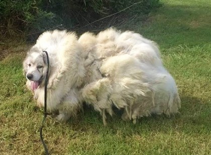 Senki sem gondolta, hogy túléli !Ez s kutya 6 évig volt bezárva az istállóba – nézd meg az átalakulását, miután levágták a bundáját