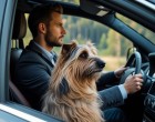 Vezetés közben figyelmeztette a kutyája… amit a férfi ezután észrevett, az hidegrázós! 🫣🐶