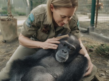 Egy csimpánz búcsúja, egy ember ígérete