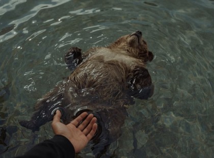 Segíteni akartam egy medvebocson. Majd megjelent az anyja