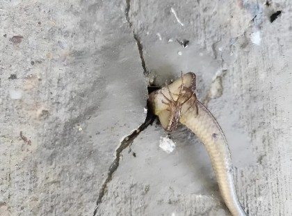 Reggel kiléptem az erkélyre, és azonnal észrevettem valami egészen különöset a falnál: odabent mozgott valami, amitől egy pillanat alatt kirázott a hideg, főleg amikor kezdett leesni, mivel is állok szemben ??