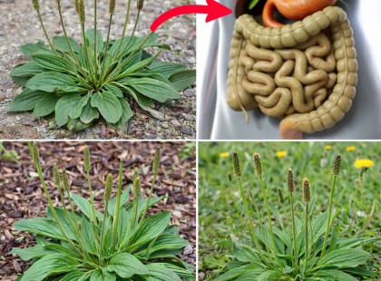 Ez a kis gyógynövény az egyik leghasznosabb növény a kertedben... ???