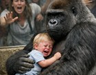 Halálos veszély vagy csoda? Így reagált a gorilla a kifutóba esett gyerekre
