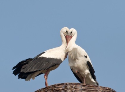 ? Kilencedszer is visszatér a szerelméhez Szofi, az idős gólya – VIDEÓ is készül a megható pillanatról!