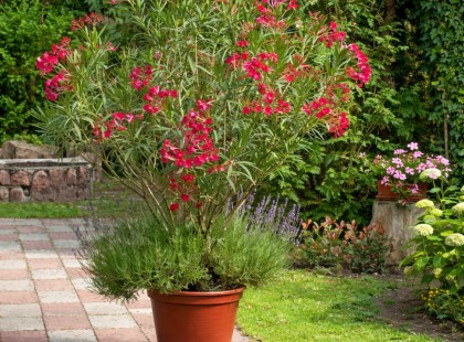 Felbolydult a közösség: mit tegyünk most a leanderrel?