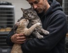 A menhelyen hozott egy döntést…Két macskát vitt haza egy helyett