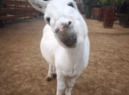 Kókusz története: egy mentett csacsi, aki meghódította az internetet