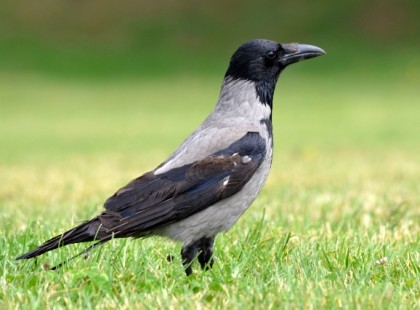 A varjú nem gonosz. Csak okosabb, mint hinnéd