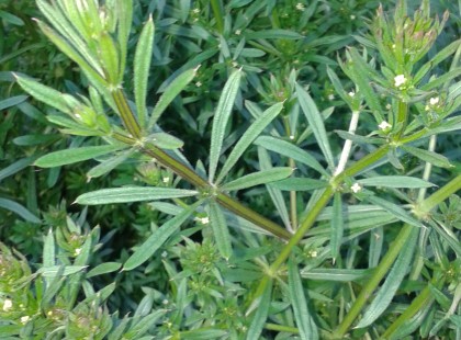 A képen látható növény a világ egyik legcsodálatosabb növénye...A Ragadós galaj 15 felhasználási módja.. nem tudtam, hogy ennyi mindenre jó ez a csodanövény...