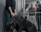 A takarítónő belépett a legveszélyesebb kutya kifutójába – amit ott tett, attól mindenki megdermedt