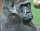 Liesel és Golo: a budapesti gorillák élő öröksége