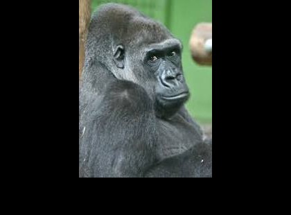 Liesel és Golo: a budapesti gorillák élő öröksége