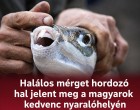 Halálos mérget hordozó hal jelent meg a magyarok kedvenc nyaralóhelyén! Cikk a hozzászólásoknál olvasható >>>
