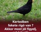 Kertedben fekete rigó van ? Akkor most jól figyelj, ezt jelenti: