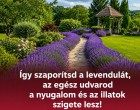 Így szaporítsd a levendulát, és az egész udvarod a nyugalom, az illatok és a lila virágok szigete lehet!