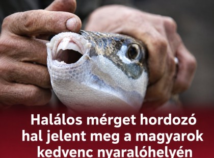Halálos mérget hordozó hal jelent meg a magyarok kedvenc nyaralóhelyén! Cikk a hozzászólásoknál olvasható >>>